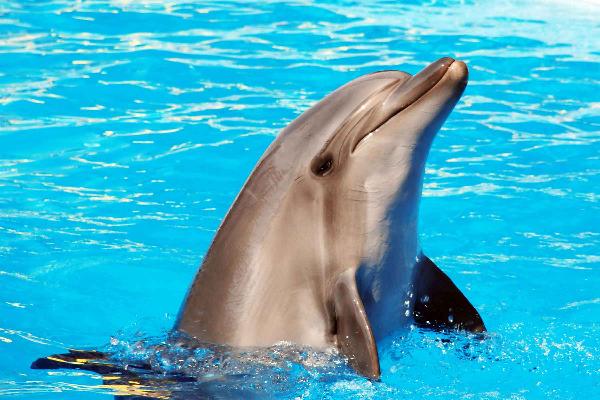 Dolphinarium at Luxury Bahia Principe Sian Ka